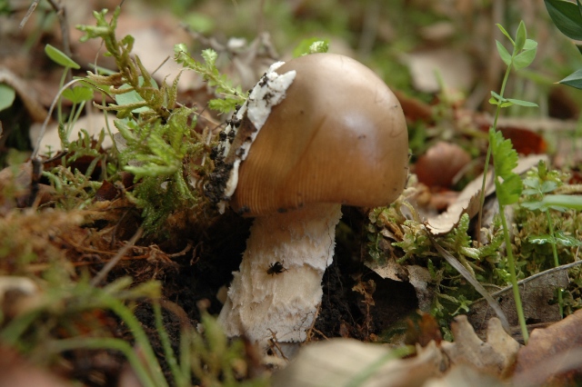 Amanita da determinare, finalmente.